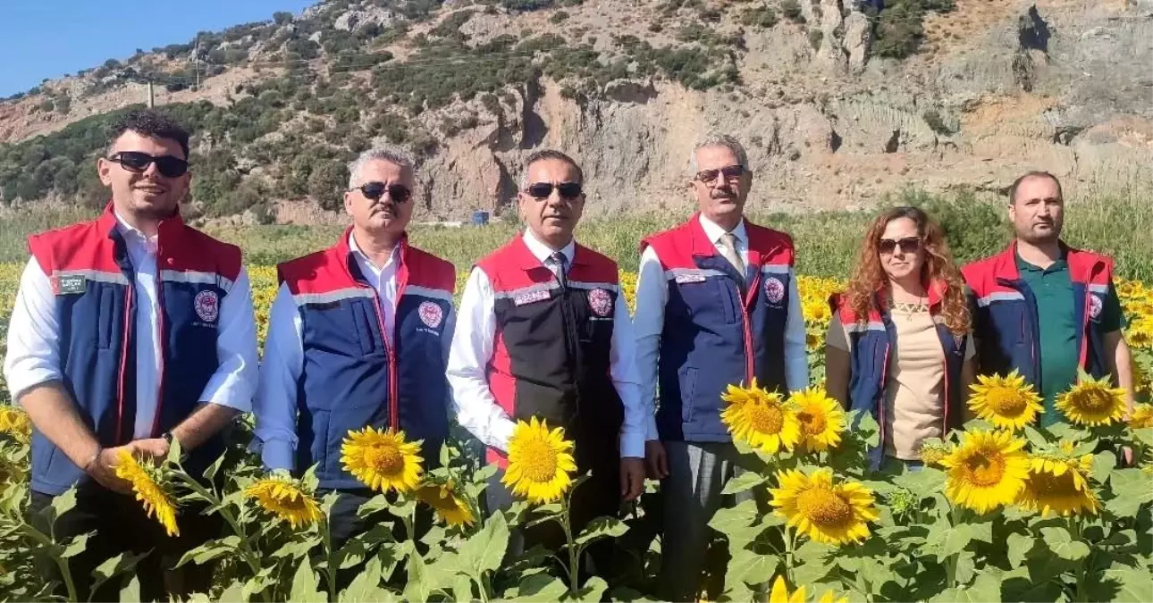 Aydın’da Ayçiçeği Ekimi 95 Bin Dekar
