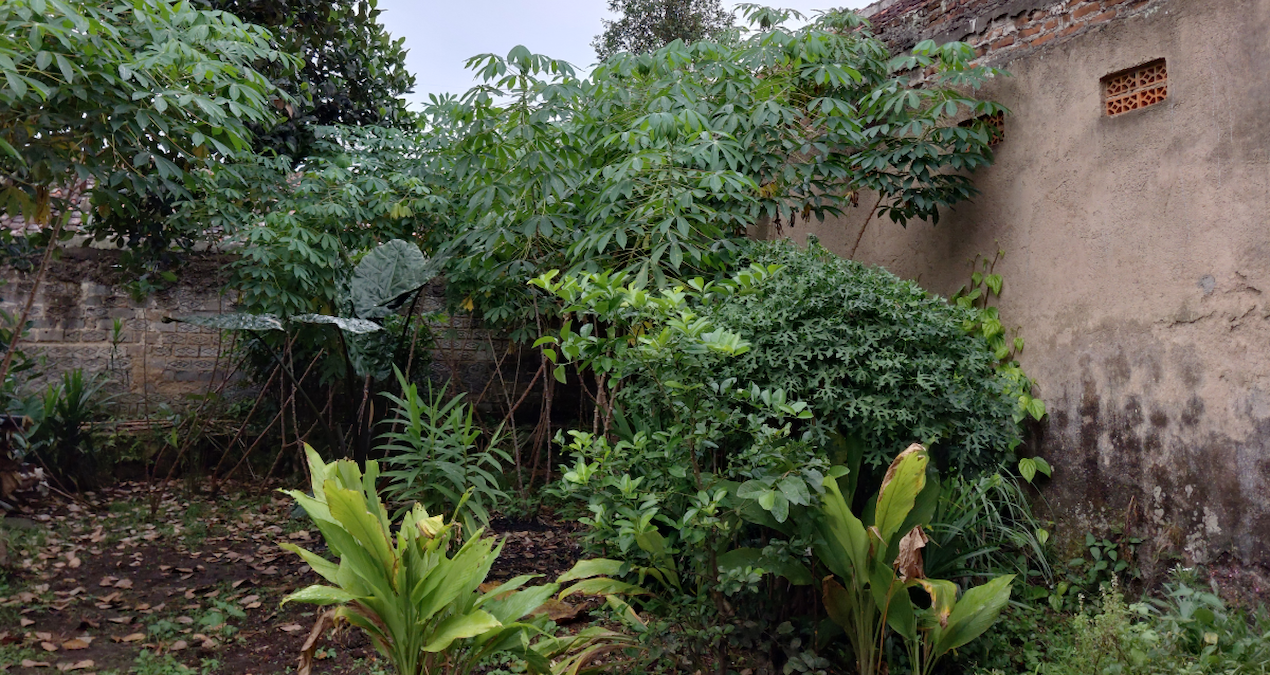 arka bahcesindeki masum bitki meger bela cikti goren ev sahibini uyardi arcynvbX.jpg