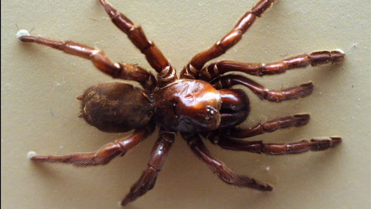 en uzun sure yasayan orumcek oldugu yasa inanamayacaksiniz fPE3OH7c