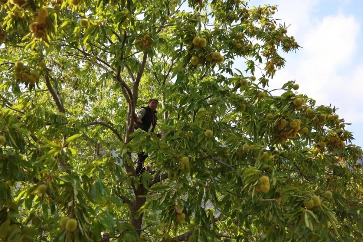 hasat basladi gunluk 5 bin tl kazaniyorlar bebFkCaO.jpg