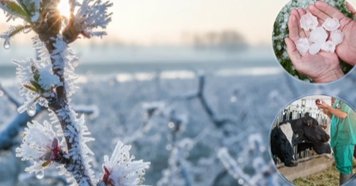 ekimde ureticilere 116 milyar tl hasar tazminati odendi 8Sq54ATa.webp