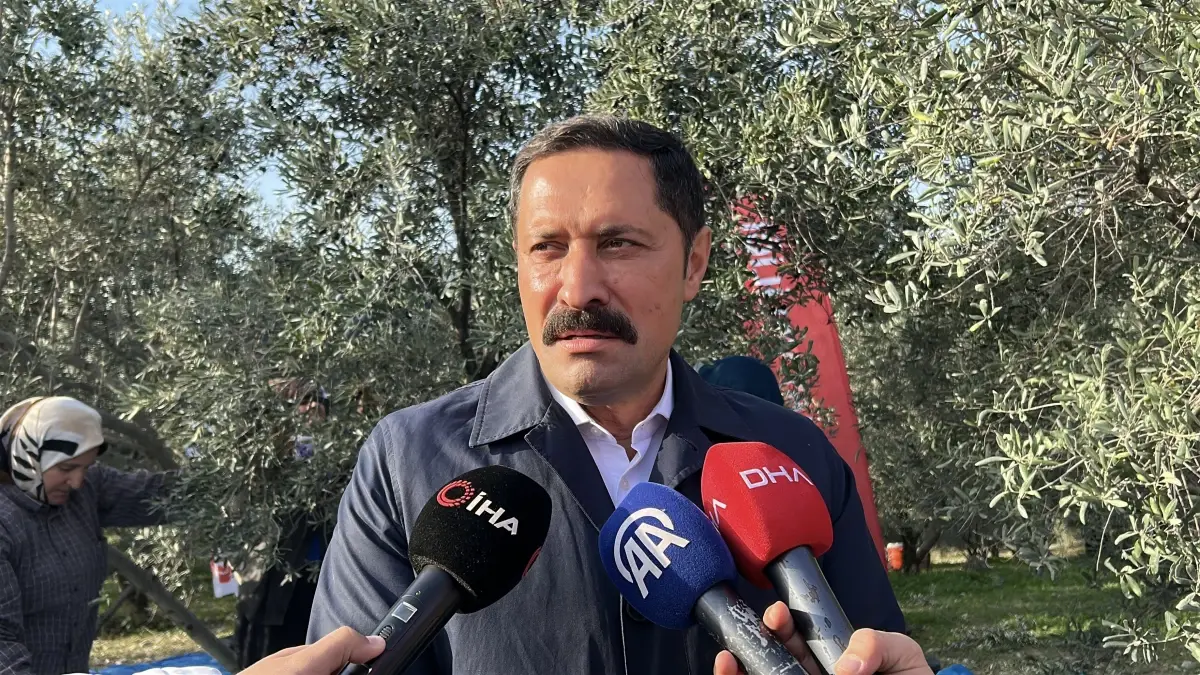 Hatay’da Zeytin Hasadı Başladı