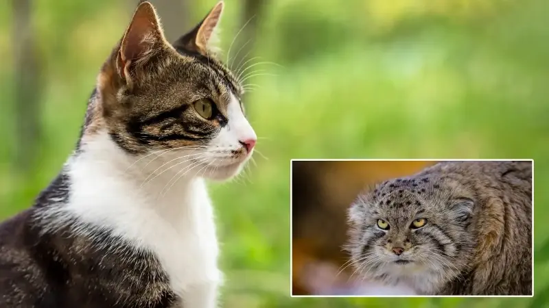 Karar verdiler: 2050’ye kadar 2.5 milyon kedi öldürülecek