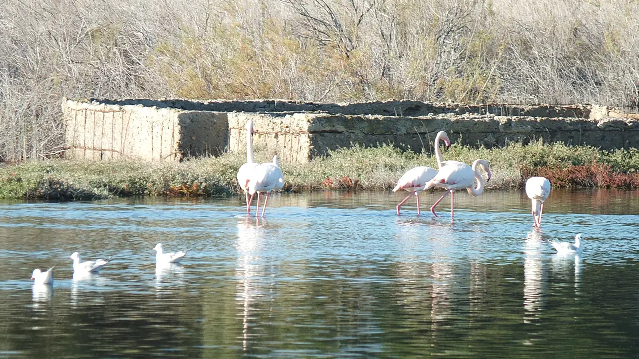 Yer: Burhaniye… Sulak alanlardaki flamingolar ilgi odağı oldu
