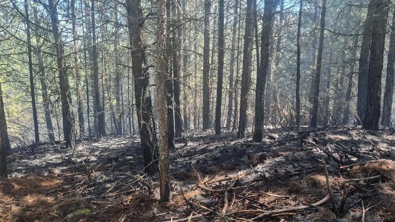 Aydın’da 7 Dekar Orman Alanı Yangında Zarar Gördü