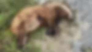 aydinda-nesli-tehlike-altinda-olan-avrupa-porsugunu-oldurduler-Yv4xOc2Q